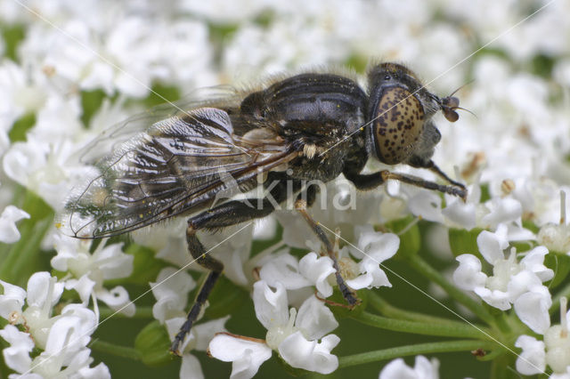 Kustvlekoog (Eristalinus aeneus)