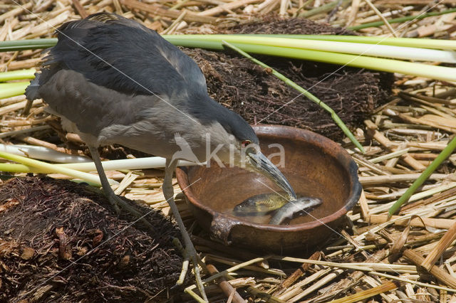 Kwak (Nycticorax nycticorax)