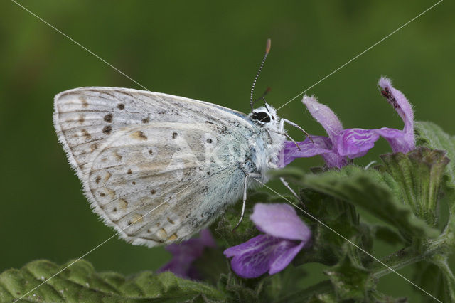 Kwartsblauwtje (Polyommatus albicans)