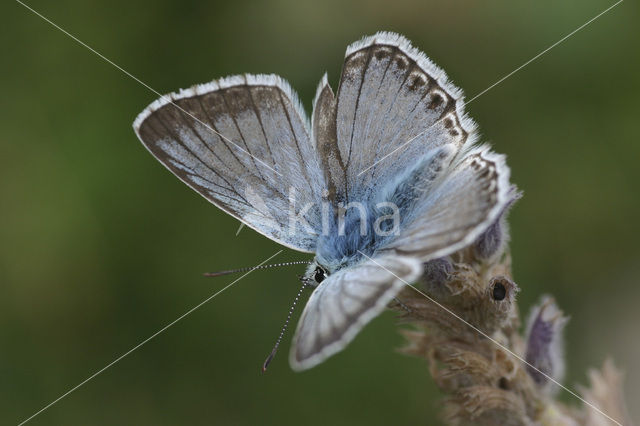 Kwartsblauwtje (Polyommatus albicans)