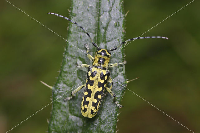 Ladder Populierenbok (Saperda scalaris)