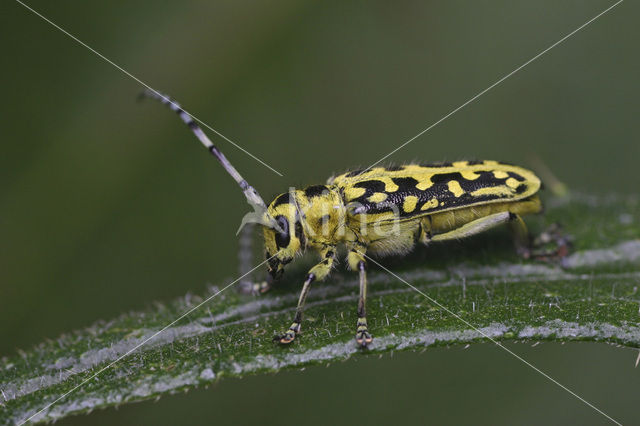 Saperda scalaris