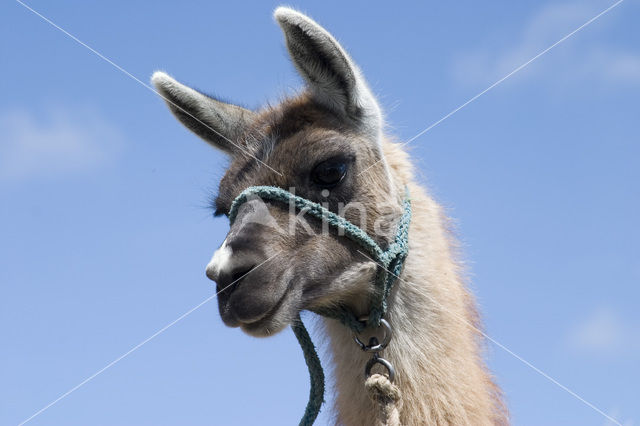 Lama (Lama glama)