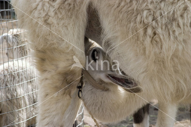 Lama (Lama glama)