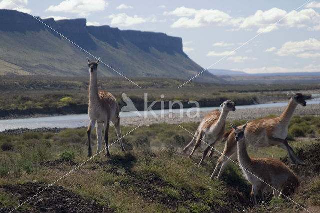 Llama (Lama glama)