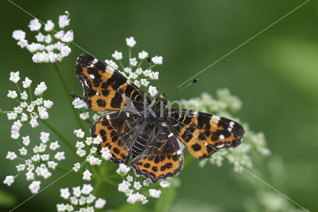Map Butterfly (Araschnia levana)