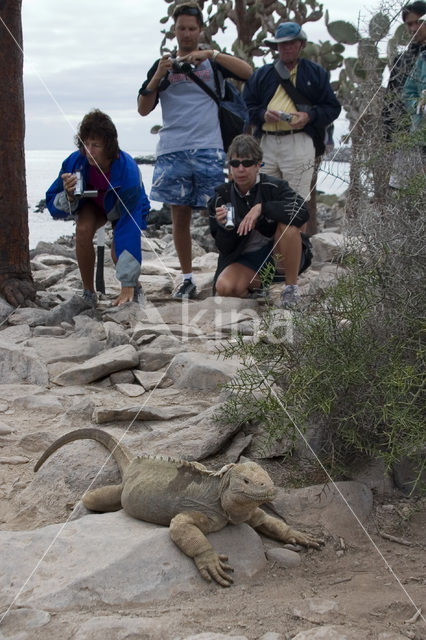 land iguana (Conolophus subcristatus)