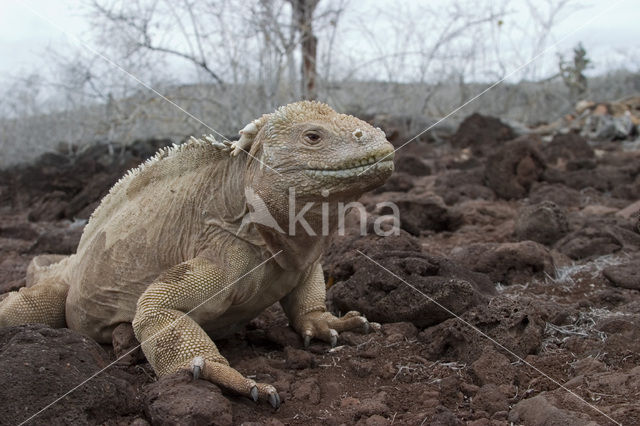 land iguana (Conolophus subcristatus)