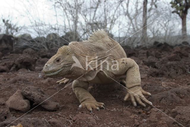 land iguana (Conolophus subcristatus)