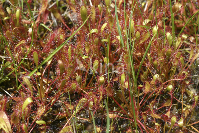 Great Sundew (Drosera longifolia)