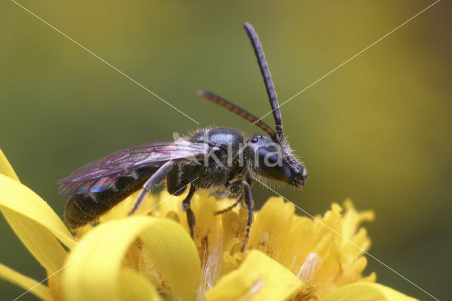 Brassy Mining Bee (Lasioglossum morio)