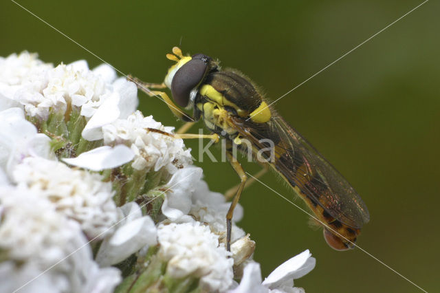 Hoverfly (Sphaerophoria sp)