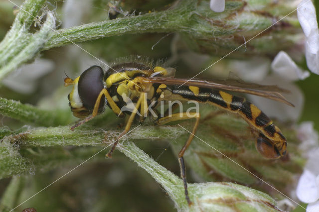 Hoverfly (Sphaerophoria sp)