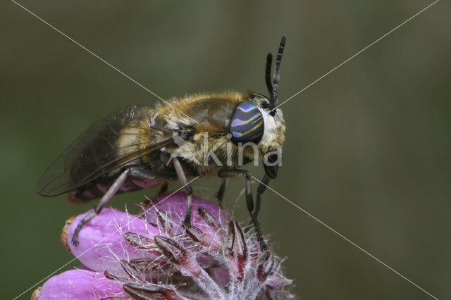 Langsprietdaas (Heptatoma pellucens)