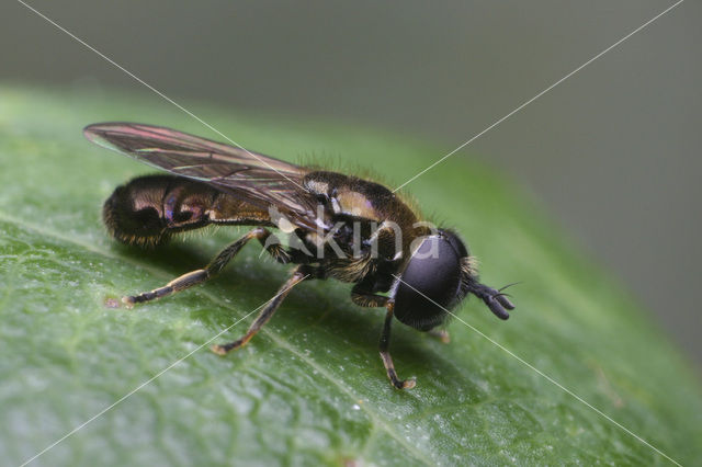 Langsprietplatbek (Pipizella sp.)