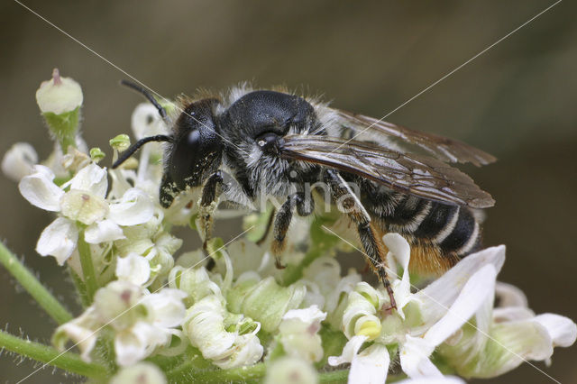 leaf-cutter bee (Megachile lapponica)