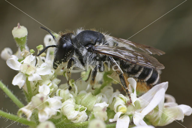 Lapse behangersbij (Megachile lapponica)