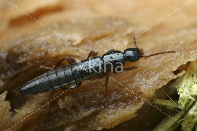 Lathrobium fovulum
