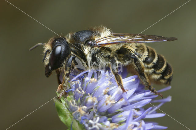 Lathyrusbij (Megachile ericetorum)