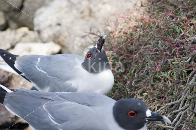 Lava Gull (Larus fuliginosus)