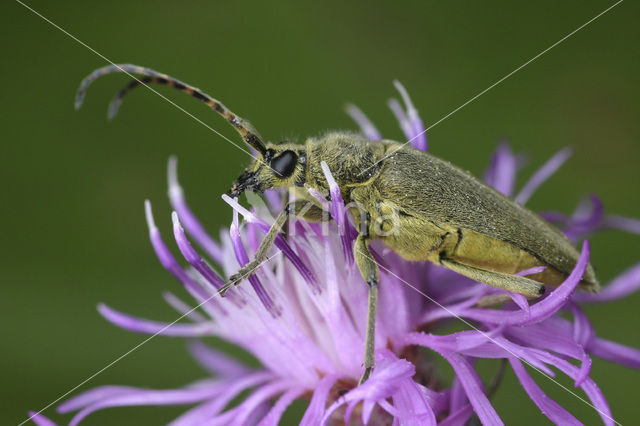 Lepturobosca virens