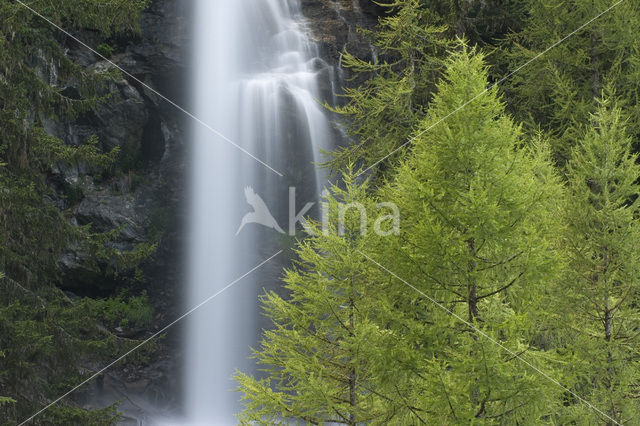 Larch (Larix)