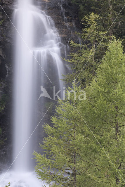 Larch (Larix)