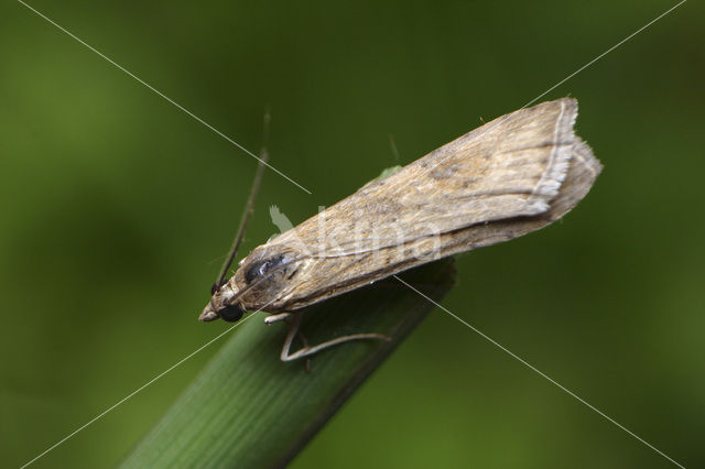 Luipaardlichtmot (Nomophila noctuella)