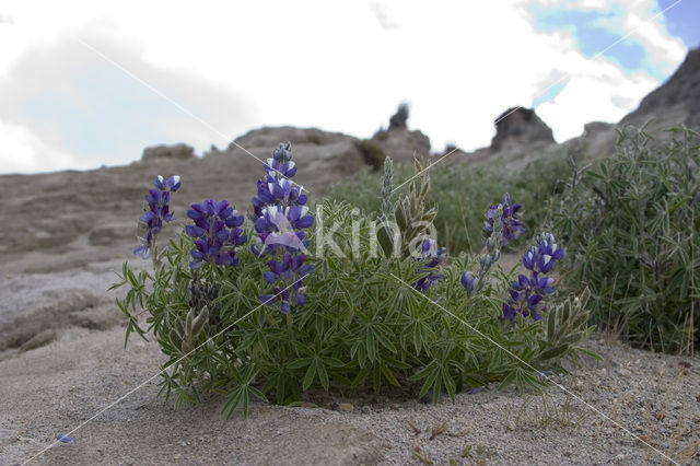 Lupine (Lupinus spec.)