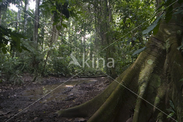 Madidi national park