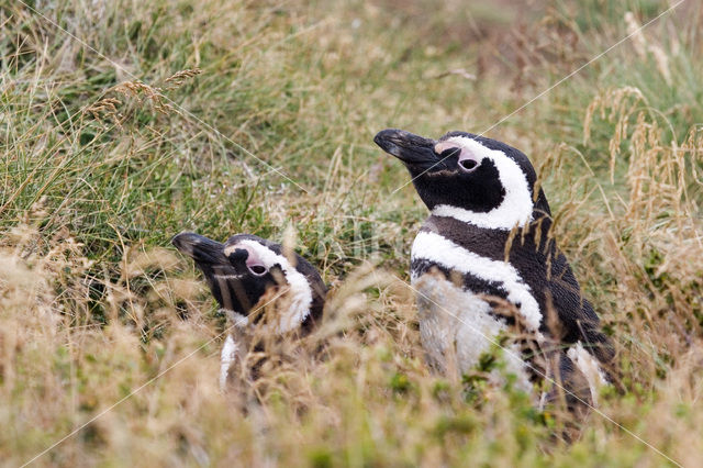 Magellanic penguin (Spheniscus magellanicus)