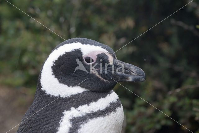 Magellanic penguin (Spheniscus magellanicus)