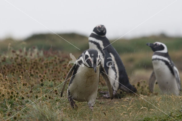 Magellanic penguin (Spheniscus magellanicus)