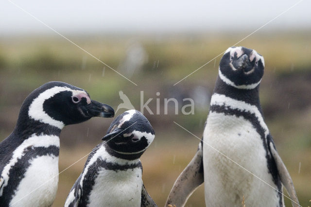 Magellanic penguin (Spheniscus magellanicus)