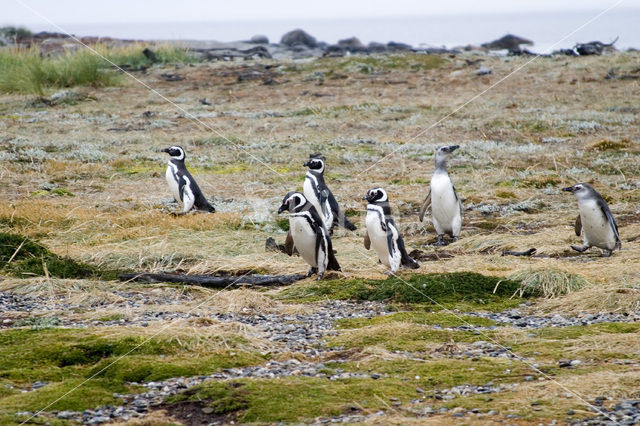 Magellanic penguin (Spheniscus magellanicus)