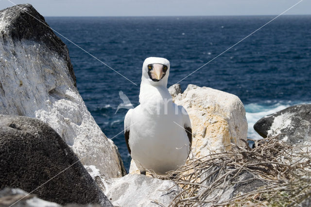 Masked booby (Sula dactylatra)