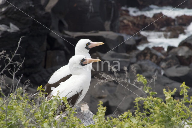 Masked booby (Sula dactylatra)