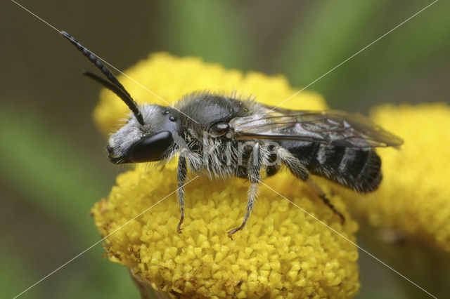 Matte bandgroefbij (Lasioglossum leucozonium)