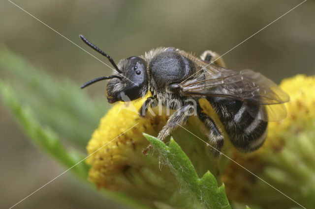 Matte bandgroefbij (Lasioglossum leucozonium)