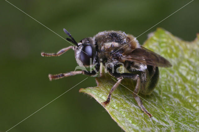 Moerasknikspriet (Microdon mutabilis