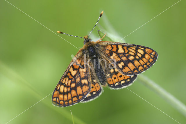 Moerasparelmoervlinder (Euphydryas aurinia)