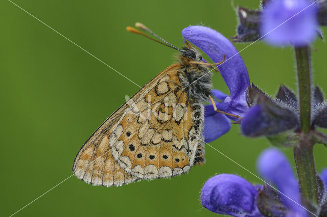 Moerasparelmoervlinder (Euphydryas aurinia)