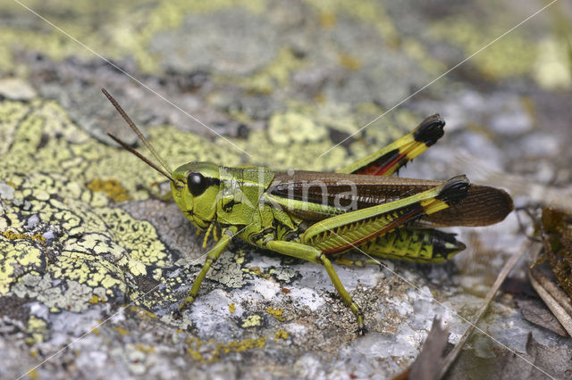 Moerassprinkhaan (Stethophyma grossum)