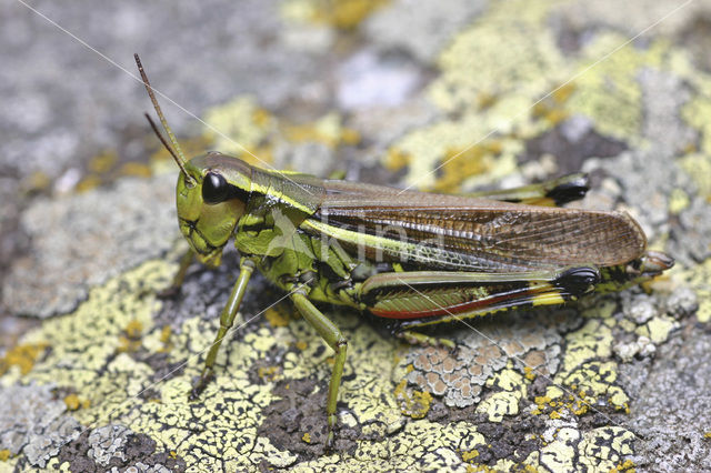 Moerassprinkhaan (Stethophyma grossum)