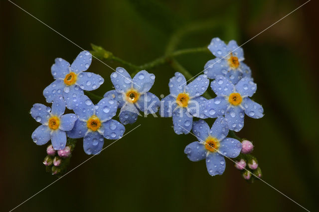 Moerasvergeet-mij-nietje (Myosotis scorpioides)