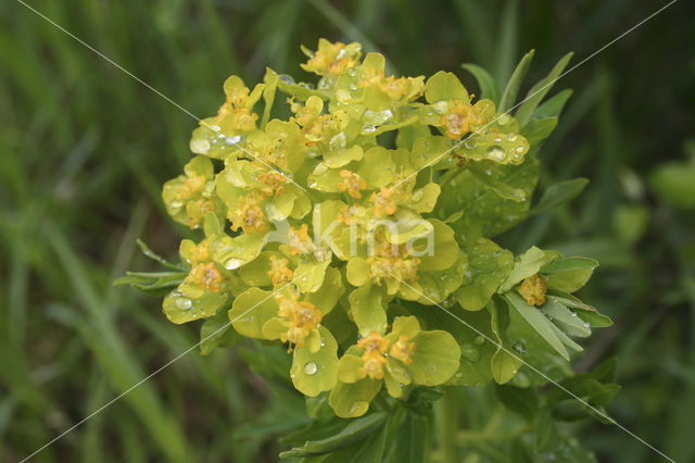 Marsh Spurge (Euphorbia palustris)