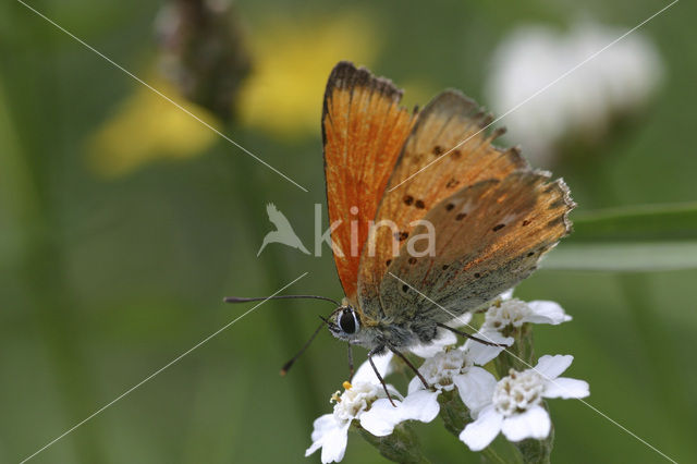 Scarce Copper (Lycaena virgaureae)