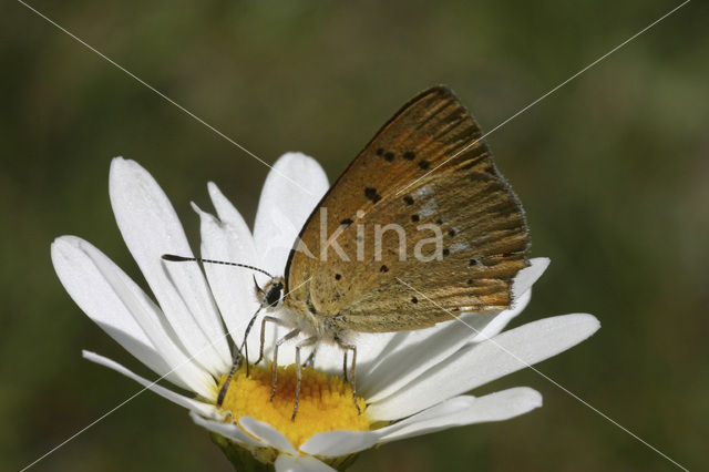 Morgenrood (Lycaena virgaureae)