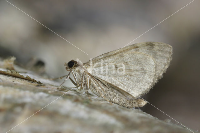 Naaldboomspanner (Thera obeliscata)