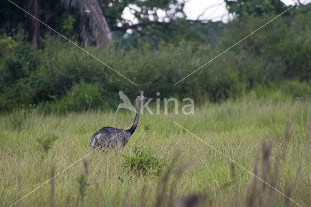 Greater Rhea (Rhea americana)